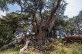 Lebanese Cedar trees in so called Cedars of God located in the Kadisha Valley of Bsharre, Lebanon