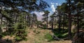 Lebanese Cedar trees in so called Cedars of God located in the Kadisha Valley of Bsharre, Lebanon