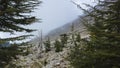 Lebanese cedar trees - rare and endangered species of trees in pine family, grow high on mountainside of Tahtali dagi