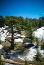 Lebanese cedars at the Arz ar-Rabb mountain aka Cedars of God in Kadisha valley, Lebanon Royalty Free Stock Photo