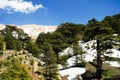 Lebanese cedars at the Arz ar-Rabb mountain aka Cedars of God in Kadisha valley, Lebanon