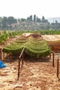 Lebanese Tobacco field drying outdoor Royalty Free Stock Photo