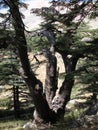 Lebanon Cedar, Lebanese World Heritage Site Royalty Free Stock Photo