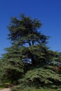 France Rueil-Malmaison Lebanon Cedar Tree 847641