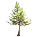 Lebanon Cedar Tree Isolated