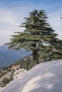 Lebanon cedar tree Royalty Free Stock Photo