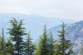 Lebanon cedars with mountains on background Royalty Free Stock Photo