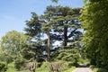 Lebanon Cedar, old protected tree in park Royalty Free Stock Photo