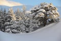 Lebanon cedars Royalty Free Stock Photo