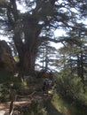 Lebanon Cedars, Tourists Walk Among the Cedars Royalty Free Stock Photo