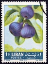 LEBANON - CIRCA 1962: A stamp printed in Lebanon from the `Fruits` issue shows figs Ficus carica, circa 1962.