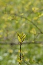 Lebanon oak