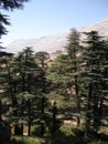 Cedars of Lebanon Royalty Free Stock Photo