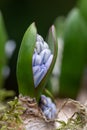 Striped squill Puschkinia scilloides, budding dark striped pale blue flowers