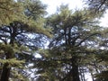 Lebanon, Tall Lebanese Cedar Trees Royalty Free Stock Photo