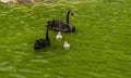 On a summer day, two graceful black swans swim in the pond with two gray fluffy swan chicks Royalty Free Stock Photo