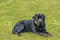Lebra black dog setting on green grass lawn Royalty Free Stock Photo