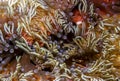 Branching sea anemone