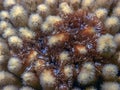 Lebrunia neglecta , branching anemone