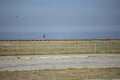 Leca da Palmeira / Porto / Portugal - 10 04 2018: View of man walking with a backpack on pedestrian wooden walkway, seagull on