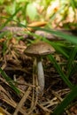 Leccinellum pseudoscabrum mushrooms in the summer. Mushrooms growing in the forest