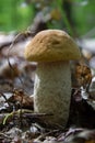 Leccinellum pseudoscabrum mushrooms in the summer. Mushrooms growing in the forest