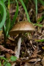 Leccinellum pseudoscabrum mushrooms in the summer. Mushrooms growing in the forest