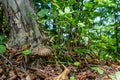 Leccinellum pseudoscabrum mushrooms in the summer. Mushrooms growing in the forest