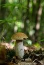 Leccinellum pseudoscabrum mushrooms in the summer. Mushrooms growing in the forest