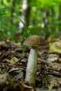 Leccinellum pseudoscabrum mushrooms in the summer. Mushrooms growing in the forest