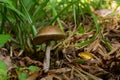 Leccinellum pseudoscabrum mushrooms in the summer. Mushrooms growing in the forest