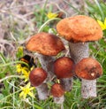 Leccinum aurantiacum Royalty Free Stock Photo