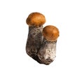 Leccinum aurantiacum Royalty Free Stock Photo