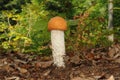 Leccinum aurantiacum, commonly called red capped scaber stalk fungus Royalty Free Stock Photo