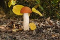 Leccinum aurantiacum, commonly called red capped scaber stalk fungus Royalty Free Stock Photo