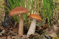 Leccinum aurantiacum, commonly called red capped scaber stalk fungus Royalty Free Stock Photo