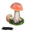 Leccinum Aurantiacum mushroom digital art illustration. Boletus Aurantiacus watercolor print. Krombholzia aurantiaca ingredient