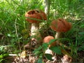 Leccinum aurantiacum mushroom Royalty Free Stock Photo