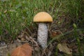 Leccinum aurantiacum - red-capped scaber stalk Royalty Free Stock Photo