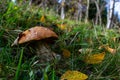 Leccinum aurantiacum or rough-stemmed bolete mushrooms growing in the moss. Wild mushroom growing in forest. Ukraine Royalty Free Stock Photo