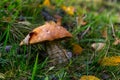 Leccinum aurantiacum or rough-stemmed bolete mushrooms growing in the moss. Wild mushroom growing in forest. Ukraine Royalty Free Stock Photo