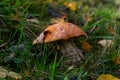 Leccinum aurantiacum or rough-stemmed bolete mushrooms growing in the moss. Wild mushroom growing in forest. Ukraine Royalty Free Stock Photo