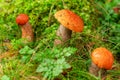 Leccinum aurantiacum or rough-stemmed bolete mushrooms growing in the moss. Wild mushroom growing in forest. Ukraine Royalty Free Stock Photo