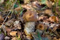 Leccinum carpini hornbeam mushroom in the forest, fresh and tasty food