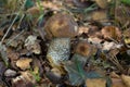 Leccinum carpini hornbeam mushroom in the forest, fresh and tast