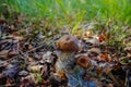 Leccinum carpini hornbeam mushroom in the forest, fresh and tast