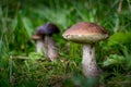 Leccinum carpini mushrooms in grass