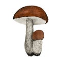 Leccinum group in watercolor, hand-drawn edible Leccinum mushroom