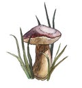 Leccinum mushroom in grass isolated on white. Naturalistic hand drawn watercolor illustration.