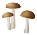 Leccinum mushroom illustration